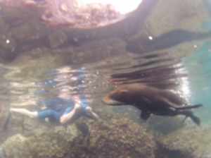 Swim with sea lions