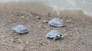 giant sea tortoise babies at Charles Darwin Center