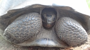 where to find wild land tortoises in the galapagos