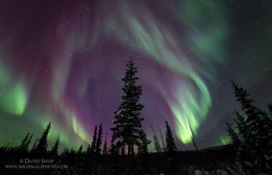 Aurora borealis right now! 