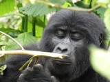 A teenaged mountain gorilla from the Nkuringo troop, Uganda