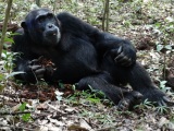 Hanging out with Chimpanzees at Kayanchu, Uganda