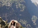 Visiting with the incredibly friendly baboons in the Simien Mountains, Ethiopia